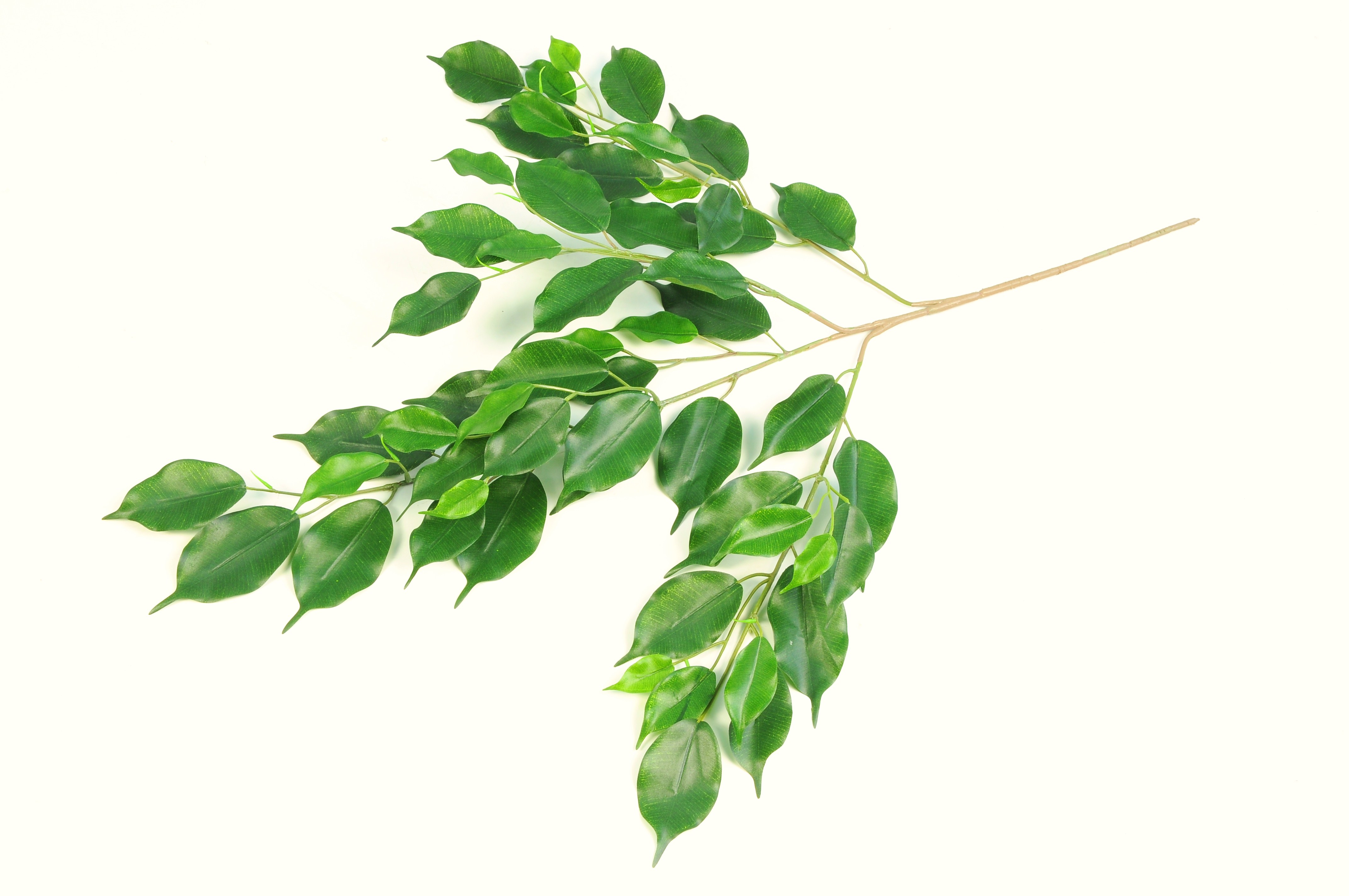 Ficus Exotica Spray